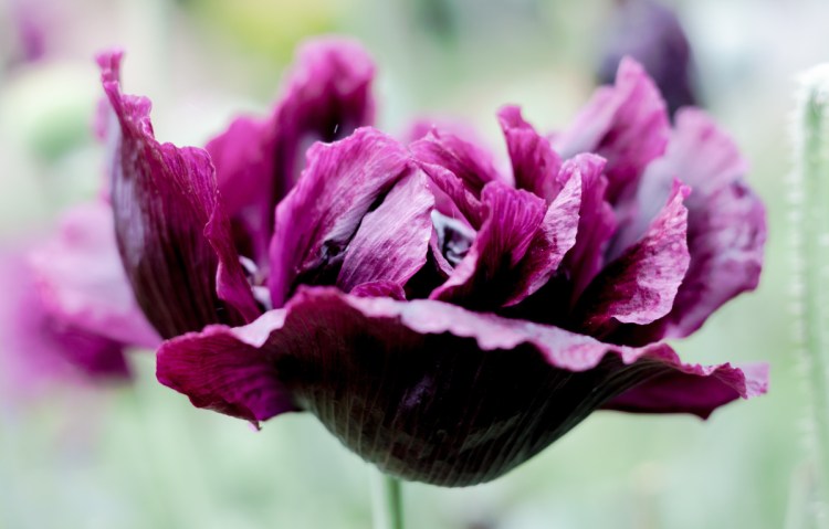 Blossoming "Black Peony" poppies brought beauty to the Maine Gardener's little corner of Maine in July, but a "Danish Flag" variety failed to thrive.