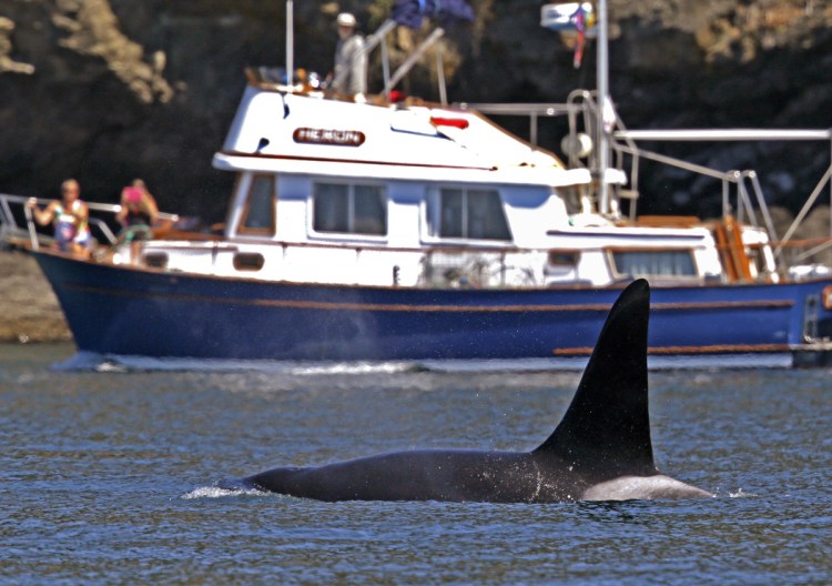 While orca watching is a popular activity in Puget Sound, disturbances from boats can interfere with the whale's natural behavior.