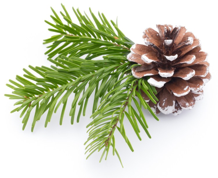Cuttings from needled evergreens are good for wreaths.
