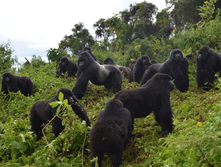 Mountain gorillas live in lush and misty forests along a range of dormant volcanoes in Africa. This group lives in Rwanda's Volcanoes National Park.