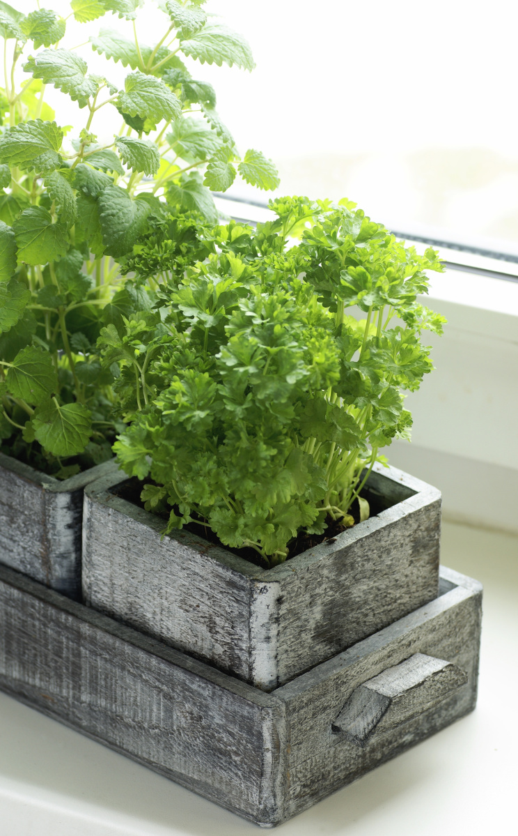 The temperature in most Maine homes in winter will be fine for growing herbs.