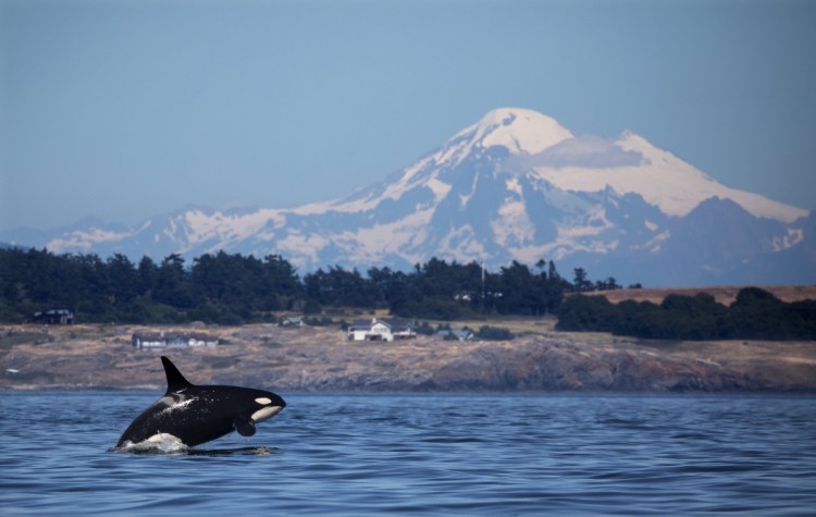 A southern resident orca breaches in Haro Strait just off San Juan Island's west side with Mt. Baker in the background. Northern resident orcas live in the cleaner, quieter waters of northern Vancouver Island.