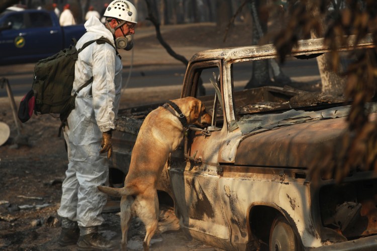 A recovery dog searches for human remains in Paradise, Calif. A team of 10 searchers went from burned house to burned house Sunday in the ravaged town.