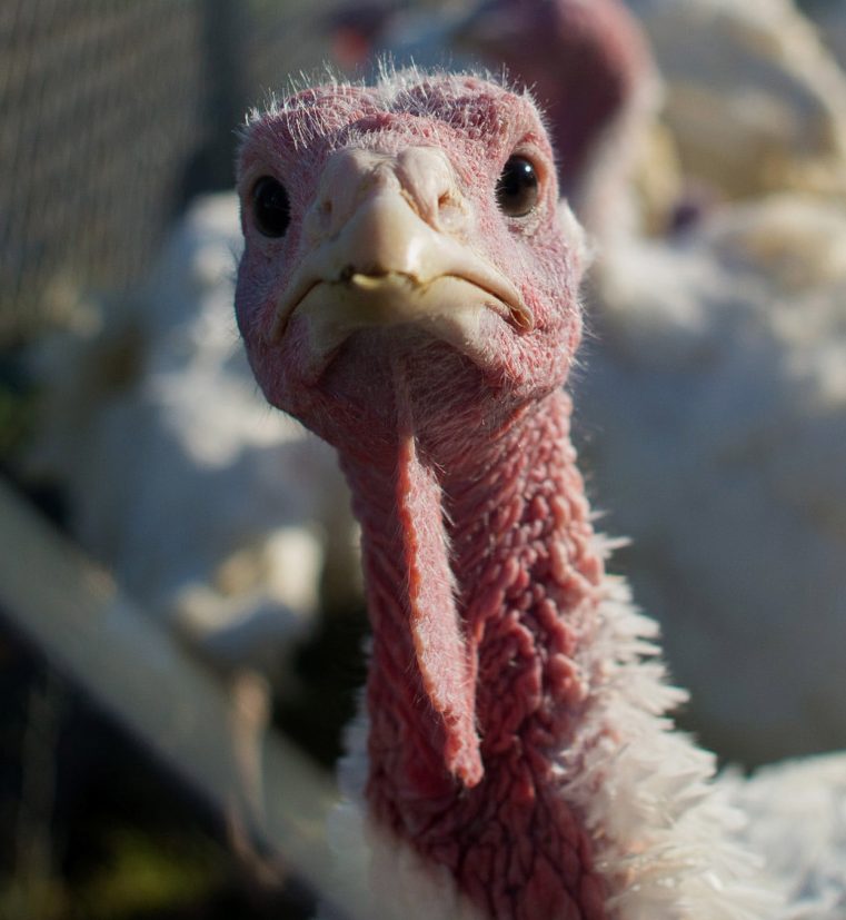 Finding salmonella in whole birds is "exceedingly low," according to the turkey industry.