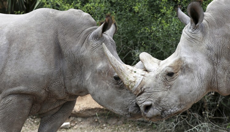 Bebop, a male white rhino, left, interacts with a female at Gladys Porter Zoo in Brownsville, Texas. The staff is excited to have breeding-age rhinos on site.