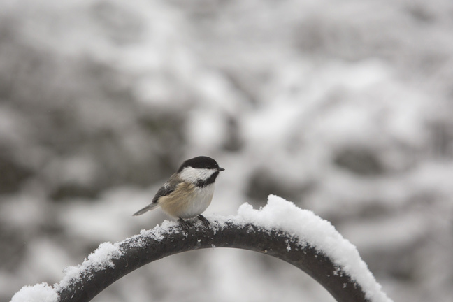 A black-capped chickadee hangs out at Gilsland Farm in Falmouth.