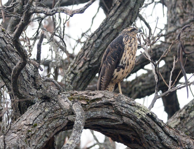 A great black hawk perches in Portland on Thursday. The bird, a native of Central and South America, appears to be sticking around since it was first sighted in Biddeford in August.