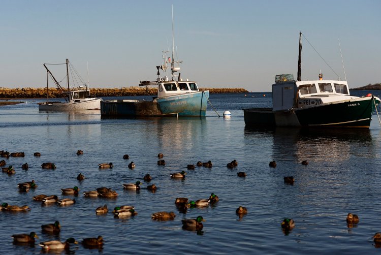 Lobster boats are tied up at the mouth of the Saco River in Camp Ellis in February. A new federal report forecasts declines of species that support some of the most valuable and iconic fisheries in the Northeast, including cod, sea scallops, and lobster. 