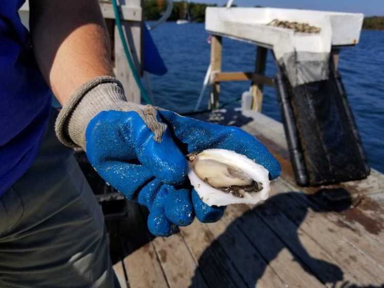 A Mere Point Oyster. Mere Point Oyster Co. currently operates on about 1/4 acre in Maquoit Bay, but hopes to expand to 40 acres.