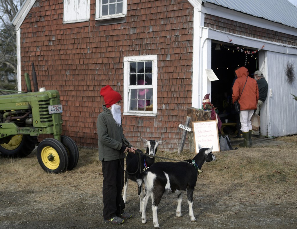 Keiran Payson-Roopchand, dressed as Tomten, accompanies the yule goats Sunday during a Scandinavian Christmas celebration at his family's farm in Somerville. Pumpkin Vine Family Farm hosted the event that featured Tomten, a farm gnome.