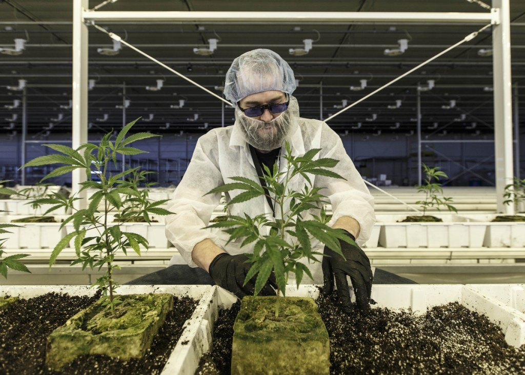 An employee tends marijuana plants at the Aurora Cannabis Inc. facility in Edmonton, Alberta, Canada. Job openings in the country's cannabis sector have tripled in the past year.