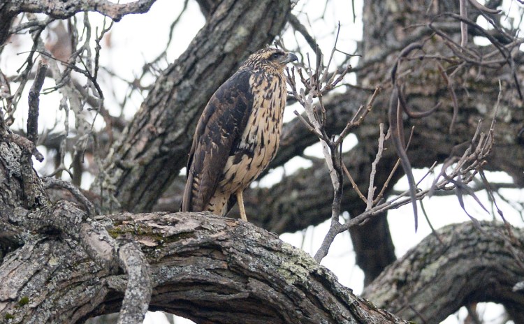 The great black hawk perches in a tree in Deering Oaks in Portland on Nov. 29. The species is native to Central and South America, and the Maine winter was more than this bird could endure. 