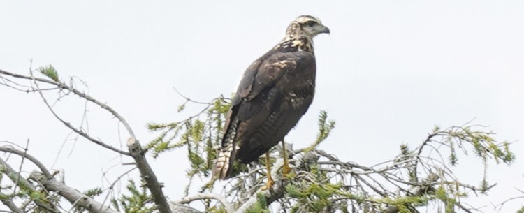 A great black hawk sits in a tree in Biddeford Pool on Aug. 9.  Staff photo by Gregory Rec