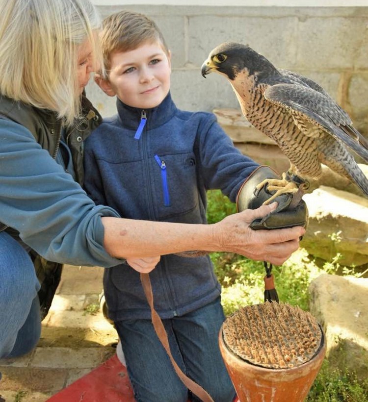 Nancy Cowan, left, shows Brendan Pritchard of Wakefield, Massachusetts, how to hold a peregrine falcon on a falconry glove at the New England School of Falconry in Deering, N.H., which Cowan runs. Pritchard's favorite animal is the peregrine falcon and his parents brought him for his ninth birthday.