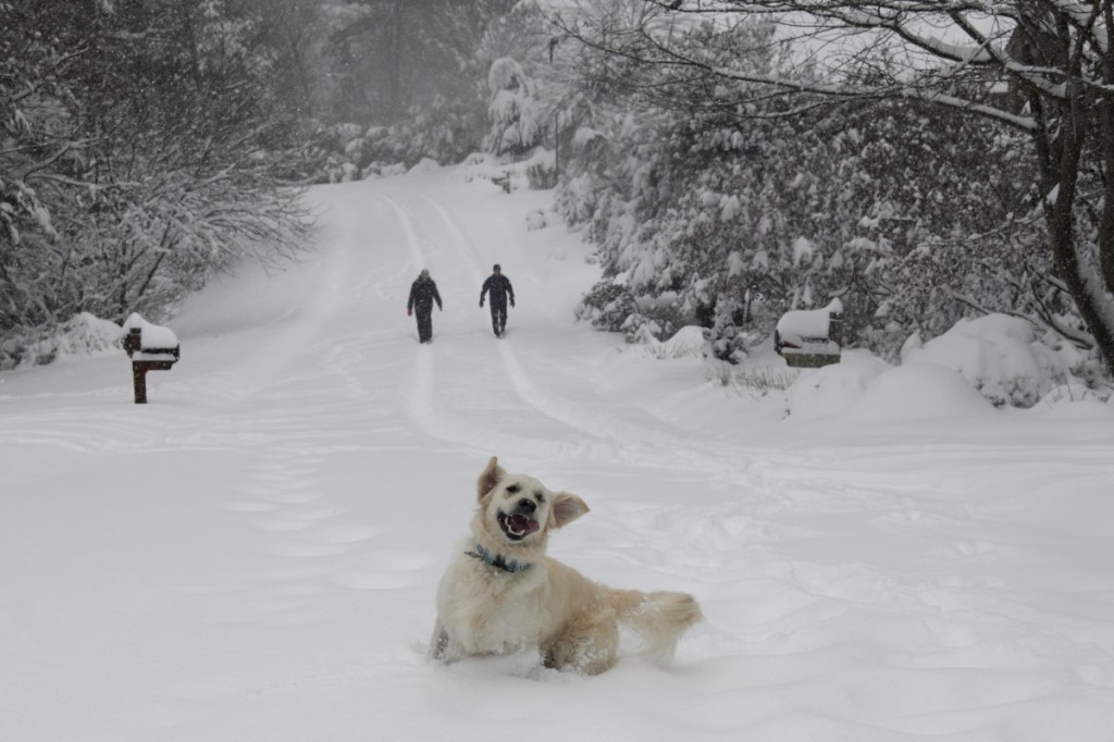 Josie, an English retriever, plays in the snow as her owners, Dawn and Mark Lundblad, walk a snow-covered Sandy Cove Drive on Sunday in Morganton, N.C. Over a foot of snow fell in the area, creating a winter wonderland.