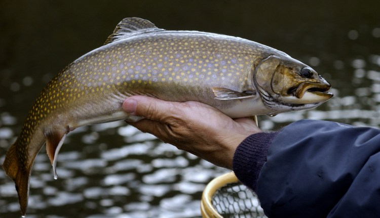 A brook trout taken from Maine waters is a prize for an avid fisherman.