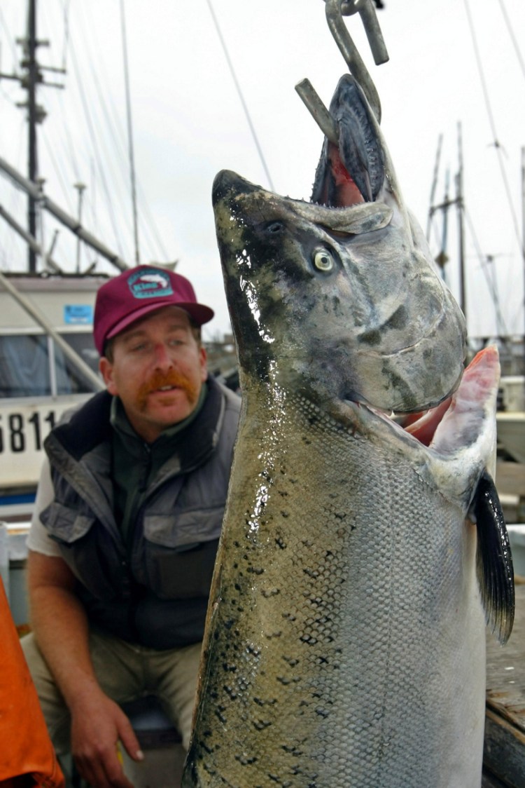 A Half Moon Bay, Calif., a fisherman shows off a 19-pound California king salmon he caught and planned to sell to a local fish store. 