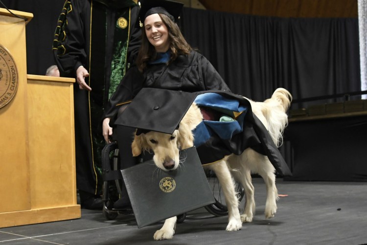 Griffin Hawley, a Golden Retriever service dog, is presented an honorary diploma from Clarkson University.