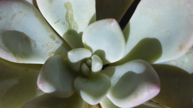 Echeveria is one of two prime families for sedums.