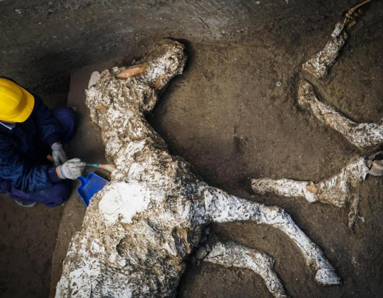 An archaeologist inspects the remains of a petrified horse skeleton at the Pompeii archaeological site in Italy.