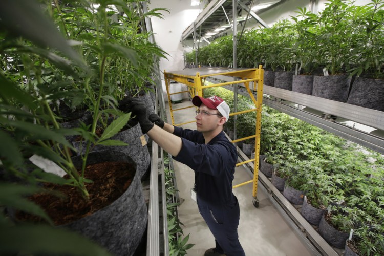 In this July 12, 2018, file photo head grower Mark Vlahos, of Milford, Mass., tends to cannabis plants, at Sira Naturals medical marijuana cultivation facility, in Milford, Mass. The legal marijuana industry exploded in 2018, pushing its way further into the cultural and financial mainstream in the U.S. and beyond.