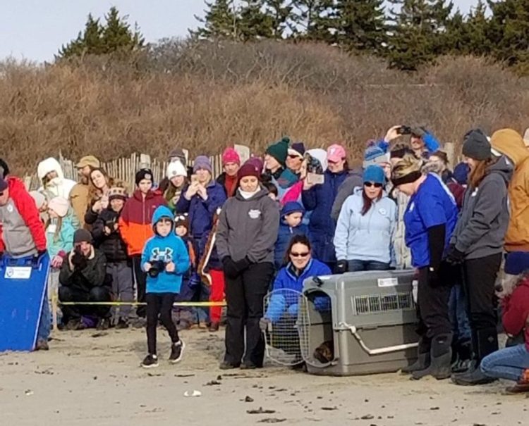 Premie the seal hesitantly pokes her head out of her cage on Head Beach in Phippsburg on Monday.