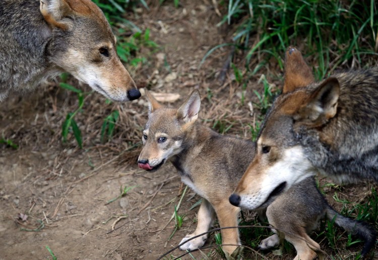 Parents of red wolf pups keep an eye on their offspring at the Museum of Life and Science in Durham, N.C.
Associated Press/Gerry Broome
