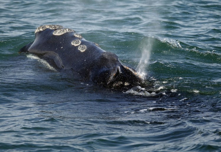 A North Atlantic right whale feeds on the surface of Cape Cod bay off the coast of Plymouth, Mass., in March 2018. Rescuers who respond to distressed whales and other marine animals say the federal government shutdown is making it more difficult to do their work.