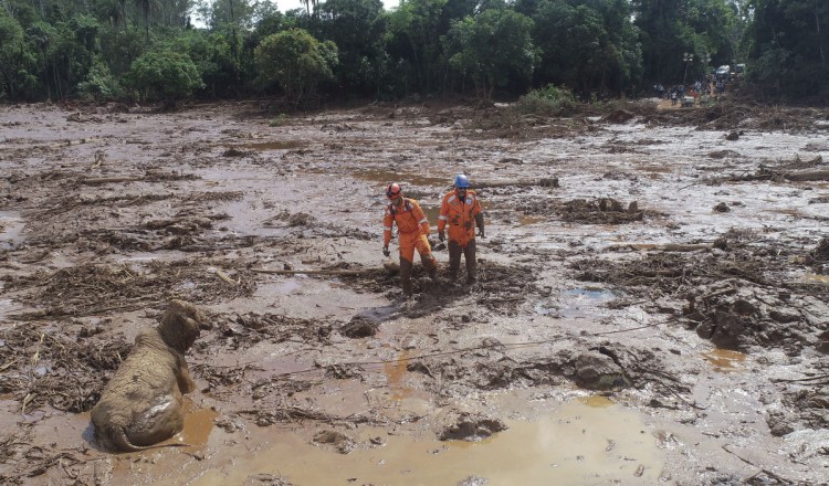 Rescue workers try to reach a cow that is stuck in a field of mud, two days after a dam collapse in Brumadinho, Brazil, on Sunday. 