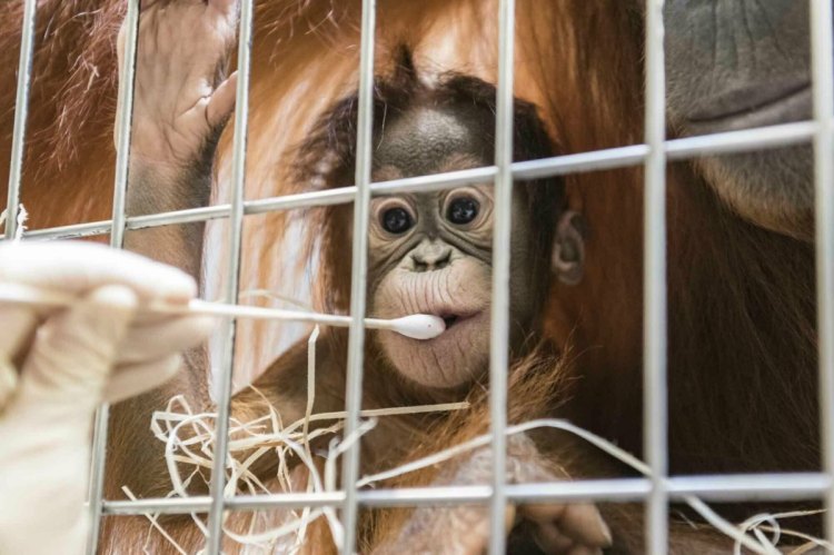 Zoo keepers take DNA samples from female orangutan cub Padma.