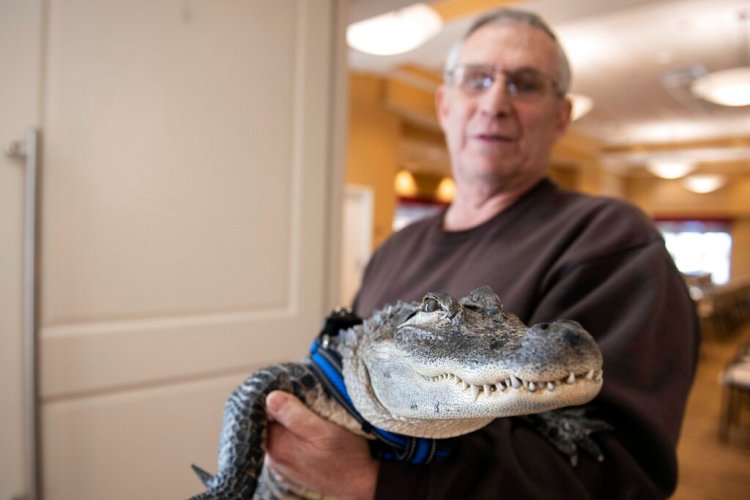 Joie Henney holds up Wally, a 4-foot-long emotional support alligator, at the SpiriTrust Lutheran Village in York, Pa. on Jan. 14, 2019.  