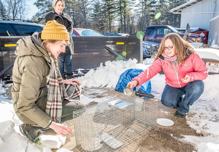 Kaili Stalling, left, and Rachel Bray set a humane trap for the remaining stray cats at the Mid-Maine Waste Action Corp. transfer station in Auburn. Laura Hobbs, in back, is a regular foster home provider for cats captured by Community Cat Advocates and does much of the transporting.