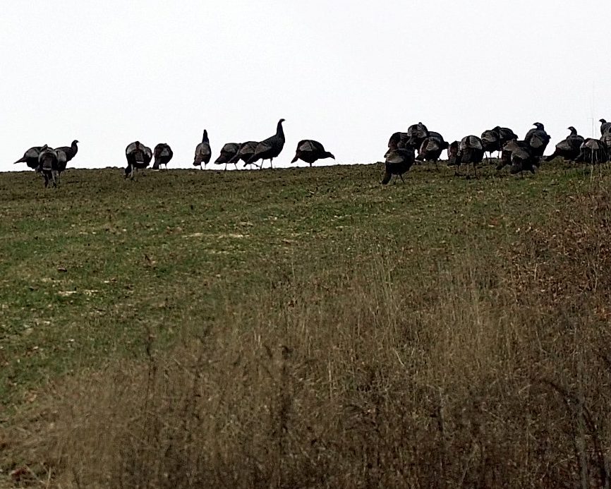 Staff photo / DAVID LEAMING 
A flock of over 40 wild turkeys forage in a field along the Files Hill Road in Thorndike Saturday. Manure had just been spread on the hayfield before the snowstorm.