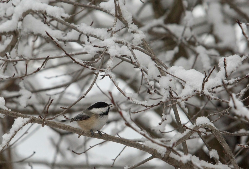 Where have all the black-capped chickadees gone? Mainers have reported a drop in birds at feeders this winter. 