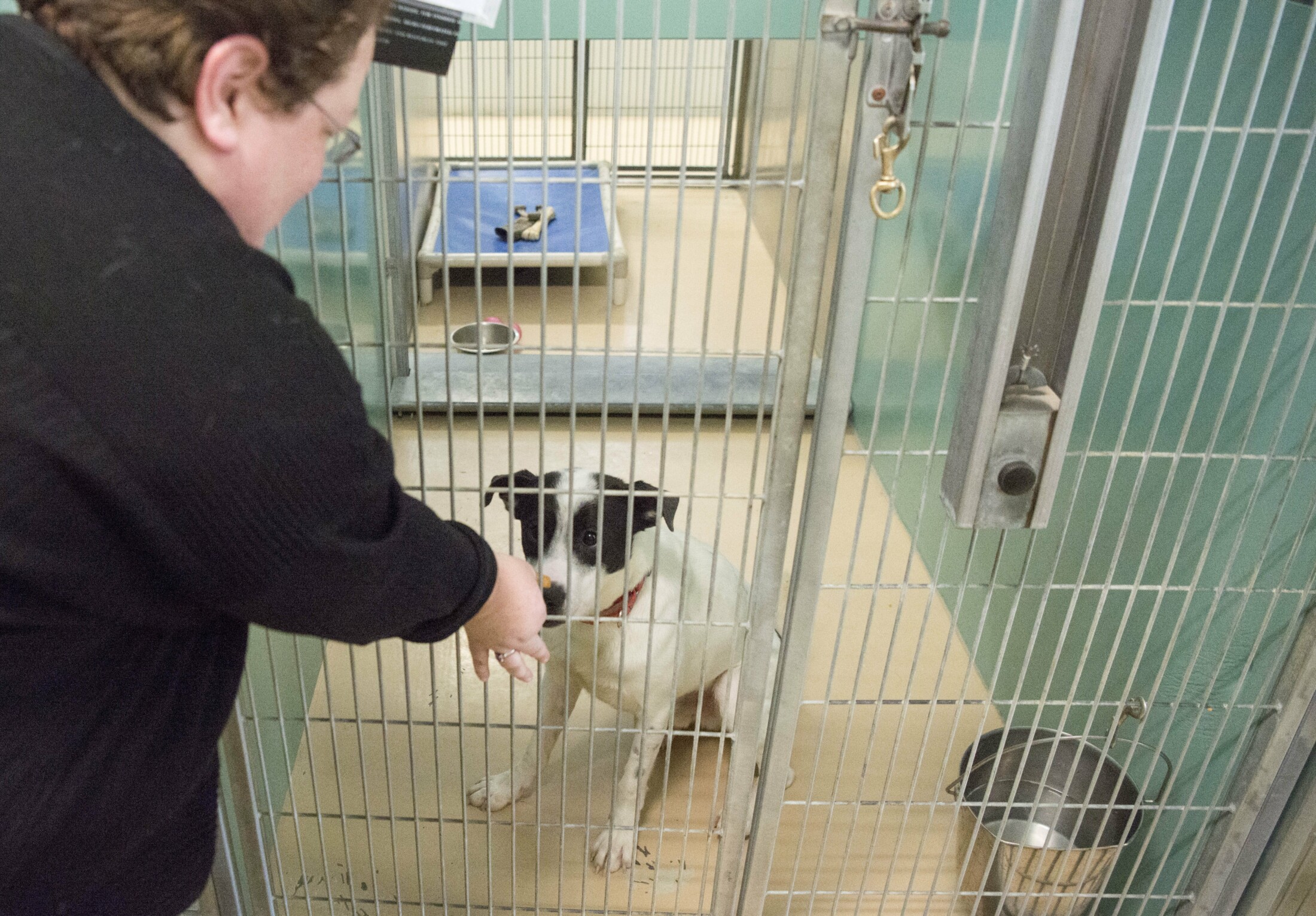 Waterville animal shelter raises 220K, close to goal for staying open(02)