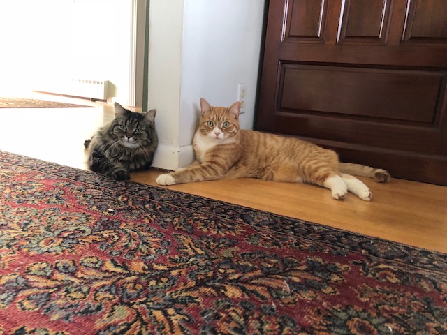 Amy Calder's cats, Bitsy and Thurston, lounging.