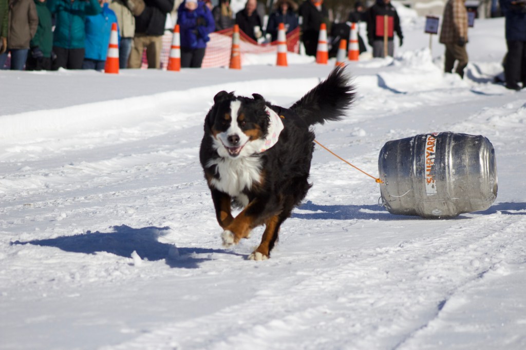 Stella competes Feb. 17 during the Dog Keg Pull at the Fourth annual Rangeley Winterpaloozah!
