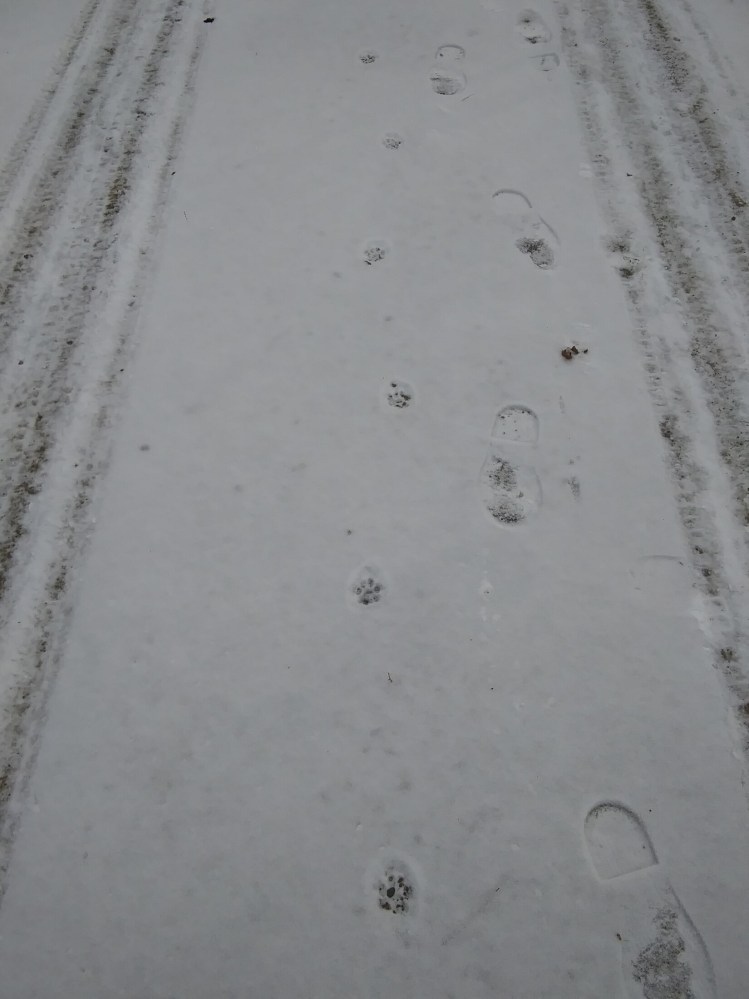 These tracks in powdery February snow probably belong to a bobcat.