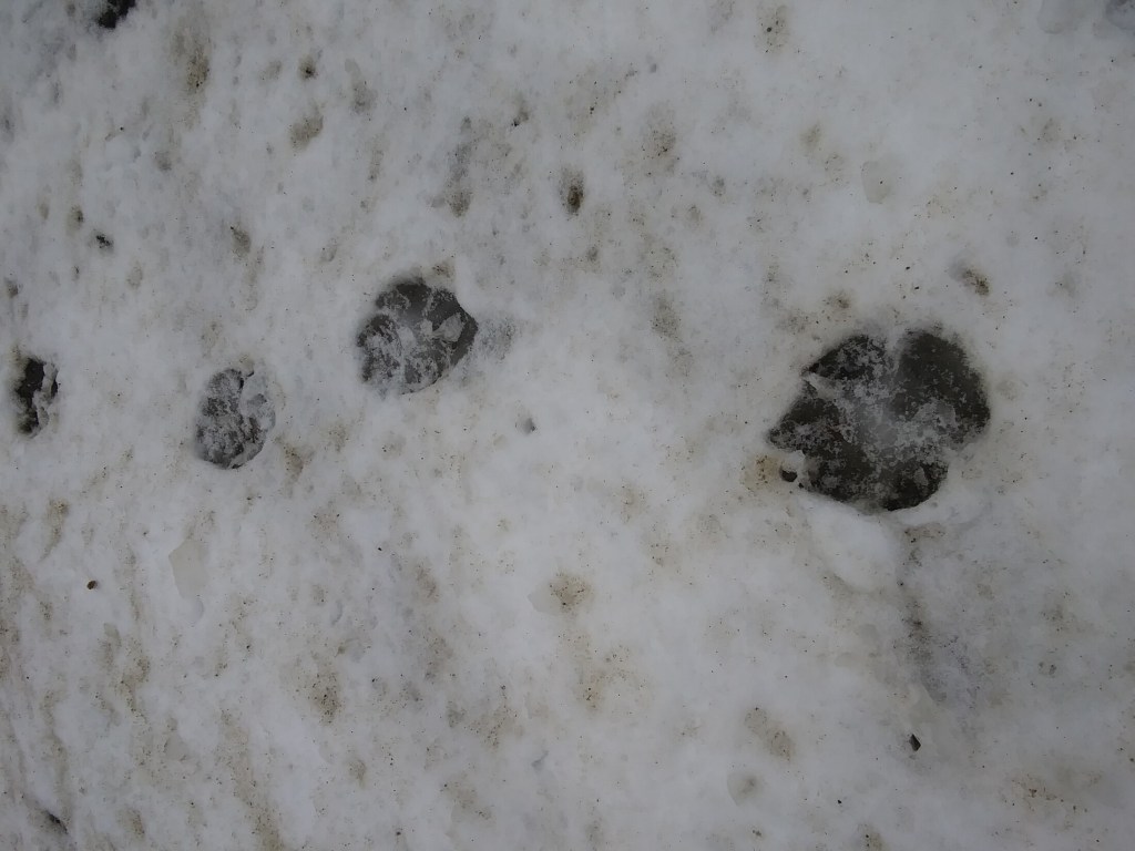 Tracks left along the side of Route 9 in Troy by a coyote.