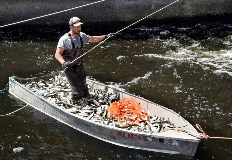 Thomas Keister maneuvers his boat filled with alewives on May 16 to an area on the Sebasticook River in Benton, where workers crate the fish that will be sold for lobster bait by the Springtime Bait company. The town of Benton will consider whether to hold its alewife festival at Town Meeting after canceling it last year.