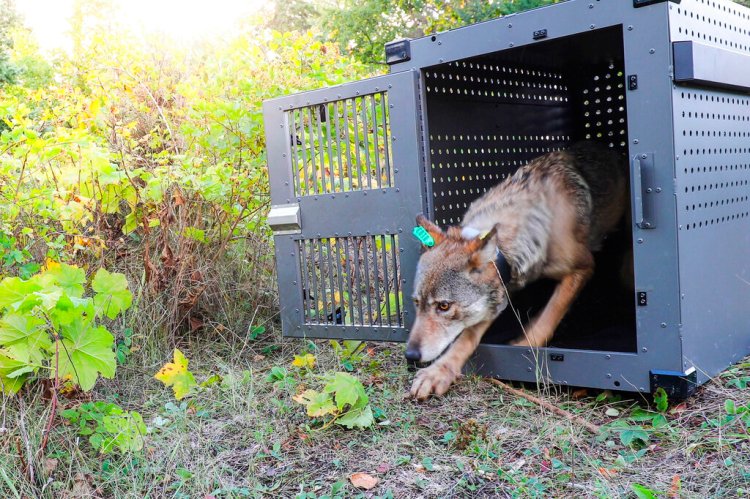 A 4-year-old female gray wolf emerges from her cage as it released at Isle Royale National Park in Michigan on Sept. 26, 2018. 