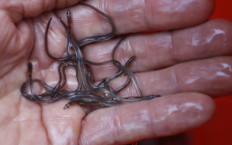 In this May 25, 2017 file photo, baby eels, also known as elvers, are held in Brewer, Maine. Elver season begins on Friday, March 22, 2019, with fishermen hoping the big-money season isn't interrupted by poaching concerns as it was in the previous season. 
