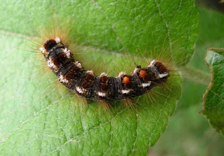 A browntail moth larva