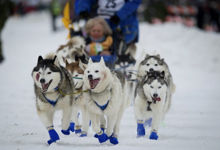 Eagle River, Alaska musher Tom Schonberger's lead dogs trot along Fourth Avenue during the ceremonial start of the Iditarod Trail Sled Dog Race in Anchorage, Alaska on March 3, 2018. The world's foremost sled dog race kicks off its 47th running this weekend on Saturday, March 2, 2019, as organizers and competitors strive to push past a punishing two years for the image of the sport. 