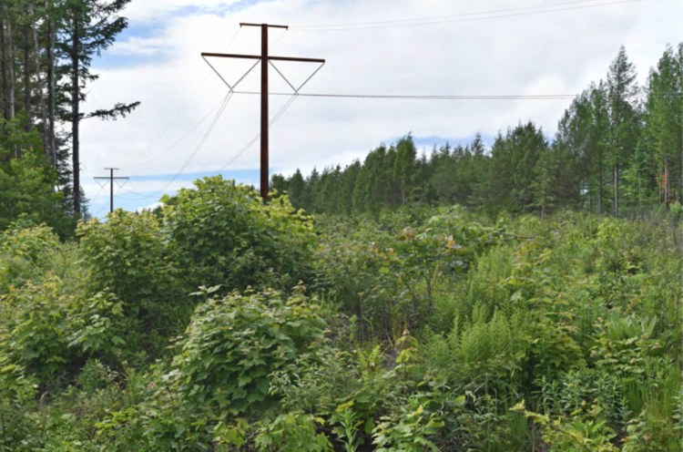 This simulated photo from Central Maine Power Co. shows a section of the proposed transmission corridor looking northwest from Wilson Hill Road in West Forks.