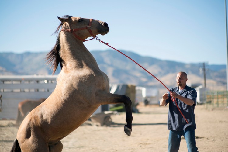 Matthias Schoenaerts stars as Roman Coleman in Laure de Clermont-Tonnerre’s THE MUSTANG, a Focus Features release. 
Credit : Tara Violet Niami / Focus Features