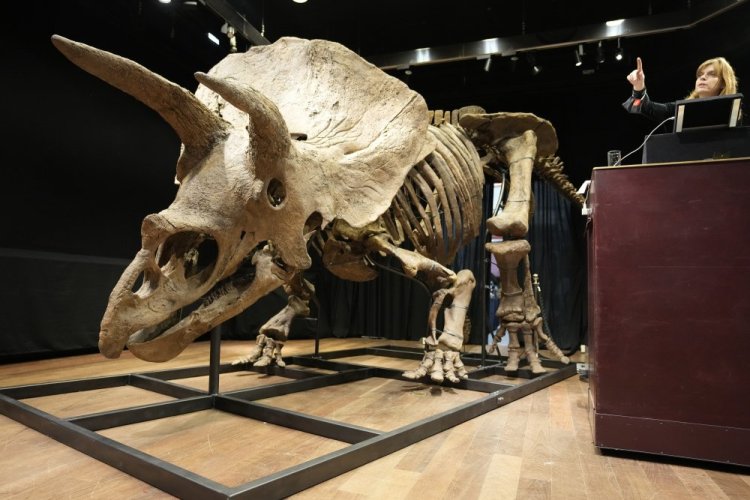 Auction officer Violette Stcherbatcheff gestures next to the world's biggest triceratops skeleton, known as "Big John," during its auction Thursday, Oct. 21, 2021 in Paris. 
