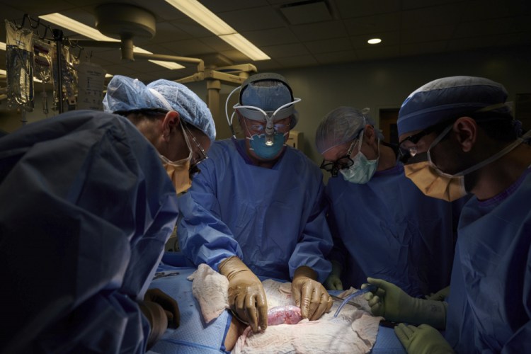 A surgical team at NYU Langone Health in New York examines a pig kidney attached to the body of a deceased recipient for any signs of rejection in September. From left are Drs. Zoe A. Stewart-Lewis, Robert A. Montgomery, Bonnie E. Lonze and Jeffrey Stern. The test was a step in the decades-long quest to one day use animal organs for life-saving transplants. 