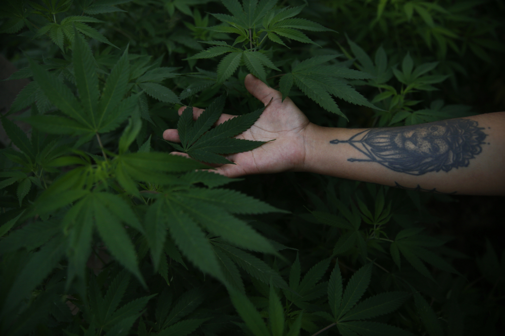 Mexico_Marijuana_16136