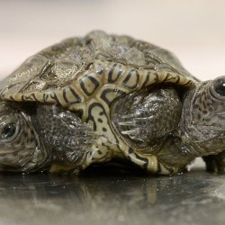 ODD Two-Headed Turtle